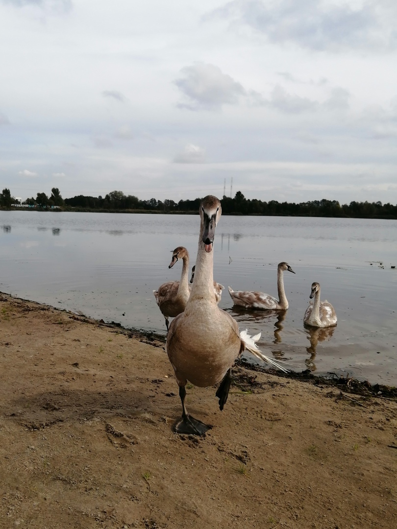 Вы знали, что от хлеба лебеди перестают летать, а вода в парках цветет?  Специалистка о том, как мы вредим птицам, сами об этом не задумываясь -  CityDog.io